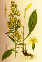 Solidage verge d'or. Planche d'identification Linnemand. Cliquer pour agrandir l'image.