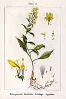 Solidage verge d'or. Planche d'identification Sturm. Cliquer pour agrandir l'image.