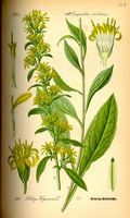 Solidage verge d'or. Planche d'identification Thomé. Cliquer pour agrandir l'image.