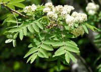 Sorbier des oiseleurs. En fleurs, Montchier. Cliquer pour agrandir l'image.
