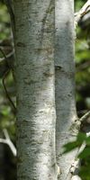Sorbier des oiseleurs. Écorce, Ceyssat. Cliquer pour agrandir l'image.