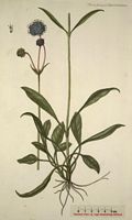 Succise des prés. Planche d'identification Flora danica. Cliquer pour agrandir l'image.