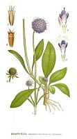 Succise des prés. Planche d'identification Linnemand. Cliquer pour agrandir l'image.