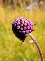 Succise des prés. Tige florale. Cliquer pour agrandir l'image.