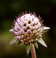 Succise des prés. Fleur en bouton. Cliquer pour agrandir l'image.