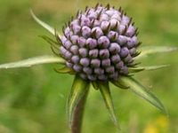 Succise des prés. Fleur en bouton. Cliquer pour agrandir l'image.