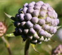 Succise des prés. Fleur en bouton. Cliquer pour agrandir l'image.