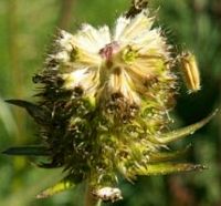 Succise des prés. Fleur. Cliquer pour agrandir l'image.