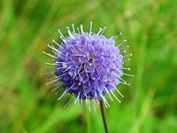Succise des prés. Fleur. Cliquer pour agrandir l'image.