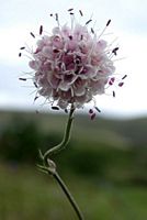 Succise des prés. Capitule. Cliquer pour agrandir l'image.