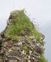 Succise des prés. Habitat. Cliquer pour agrandir l'image.