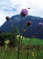 Succise des prés. Tiges florales. Cliquer pour agrandir l'image.