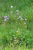 Succise des prés. Plantes. Cliquer pour agrandir l'image.
