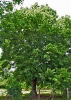 Tilleuls. Plante. Cliquer pour agrandir l'image.