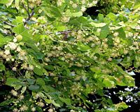 Tilleuls. Fleurs. Cliquer pour agrandir l'image.