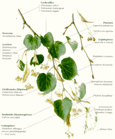 Tilleuls. Parasites. Cliquer pour agrandir l'image.