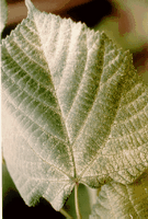 Tilleuls. Feuille avec larves d'acariens. Cliquer pour agrandir l'image.