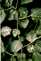 Tilleuls. Cochenilles sur la feuille. Cliquer pour agrandir l'image.