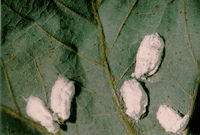 Tilleuls. Cochenilles en gros plan. Cliquer pour agrandir l'image.