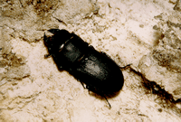 Tilleuls. Dorcus sur tronc pourri. Cliquer pour agrandir l'image.