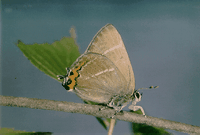Tilleuls. Lycene. Cliquer pour agrandir l'image.