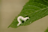Tilleuls. Chenille arpenteuse. Cliquer pour agrandir l'image.