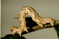 Tilleuls. Chenille de phalene. Cliquer pour agrandir l'image.
