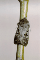 Tilleuls. Noctuelle. Cliquer pour agrandir l'image.