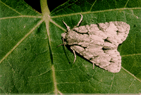 Tilleuls. Noctuelle. Cliquer pour agrandir l'image.