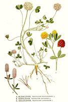 Trèfle des champs. Planche d'identification Linnemand. Cliquer pour agrandir l'image.