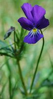 Violette tricolore. Cheires de Côme. Cliquer pour agrandir l'image.