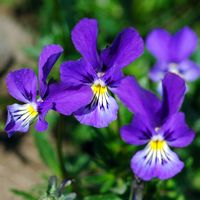 Violette tricolore. Cheires de Côme. Cliquer pour agrandir l'image.