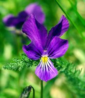 Violette tricolore. Cheires de Côme. Cliquer pour agrandir l'image.