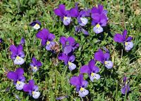 Violette tricolore. Puy des Gouttes. Cliquer pour agrandir l'image.