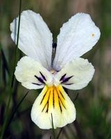 Violette tricolore. Fleur, Puy des Gouttes. Cliquer pour agrandir l'image.