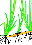 Image.