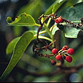 Les végétaux. Madrone.